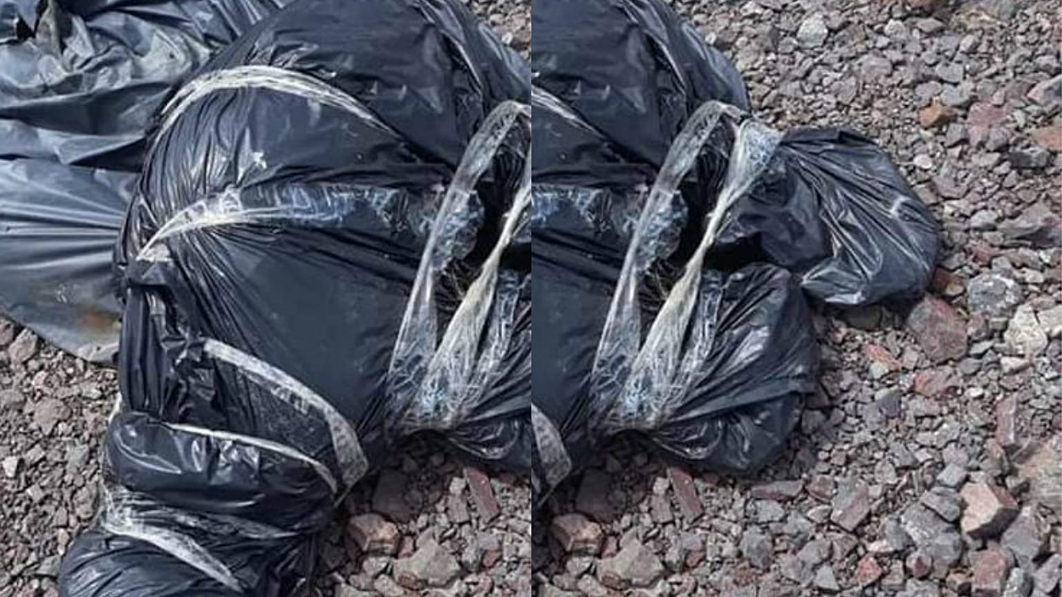 Onlarca köpek ölüsü bulundu