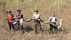 ABD'nin Florida eyaletinde 5.2 metre uzunluğunda dev piton bulundu