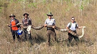 ABD'nin Florida eyaletinde 5.2 metre uzunluğunda dev piton bulundu