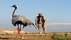 صياد أفغاني يحاول الامساك بطائر من فصيلة الكركي