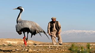 صياد أفغاني يحاول الامساك بطائر من فصيلة الكركي