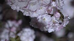 Tokio: Kirschblüten im Mondschein