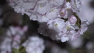 Japonya'da gece güzeli kiraz ağaçları
