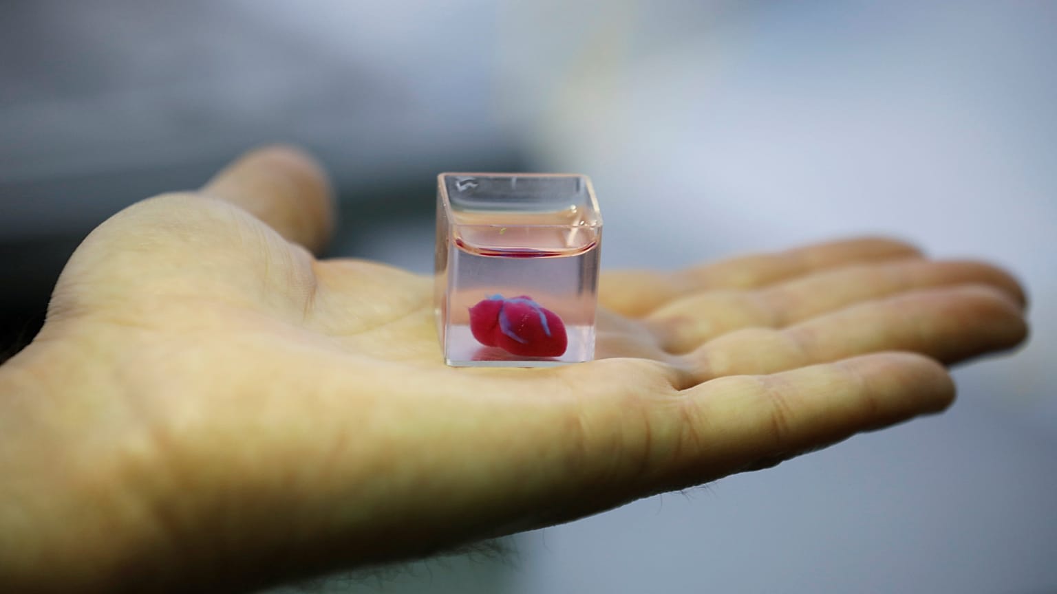 Coração 3D em tecido humano