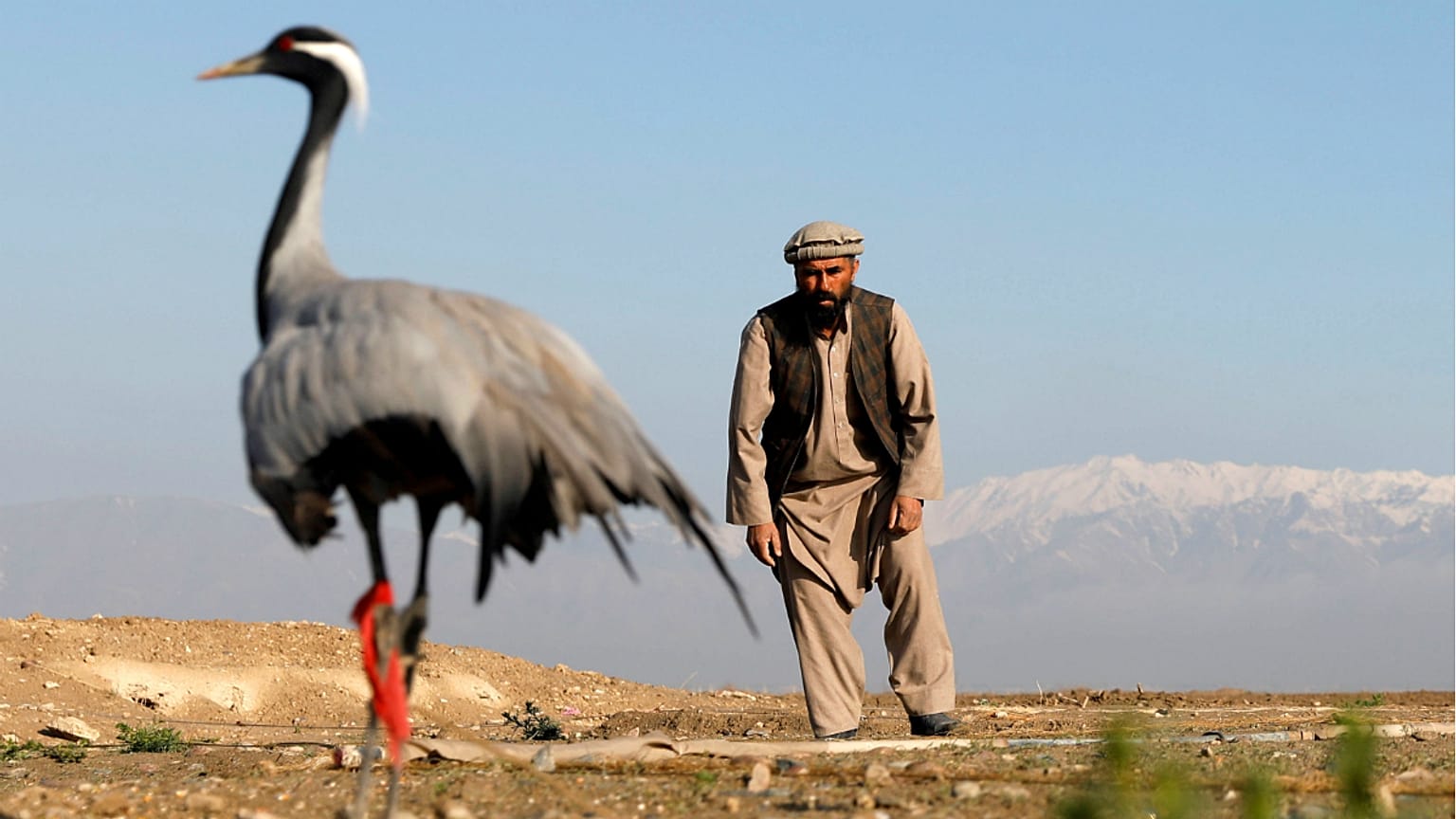 شکار کُلنگ در افغانستان