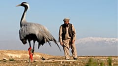 شکار کُلنگ در افغانستان