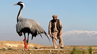 شکار کُلنگ در افغانستان