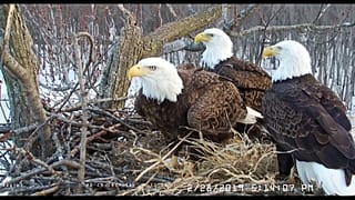 The trio of eagles are seen at their nest  on the Mississippi River