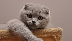 Brüksel genetik mutasyona maruz kalan kedi cinslerini yasaklayacak