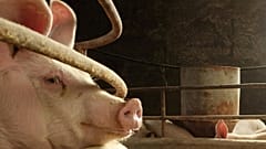 Pig's brain function restored hours after death