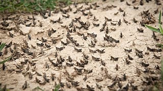 هجوم میلیونی ملخ‌ها از صحرای عربستان به جنوب ایران 