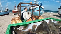 Hogy élnek túl a dán kis halászatok a nagyhalak mellett?