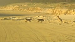 Avustralya'nın vahşi dingo köpekleri