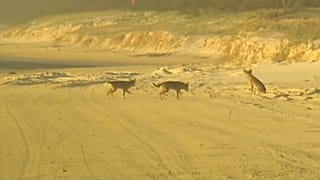 Avustralya'nın vahşi dingo köpekleri