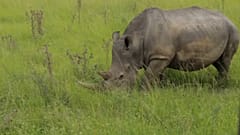 Afrika'da nesli tükenmekte olan hayvanların korunmasına yapay zeka dokunuşu