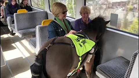 Digby on the train