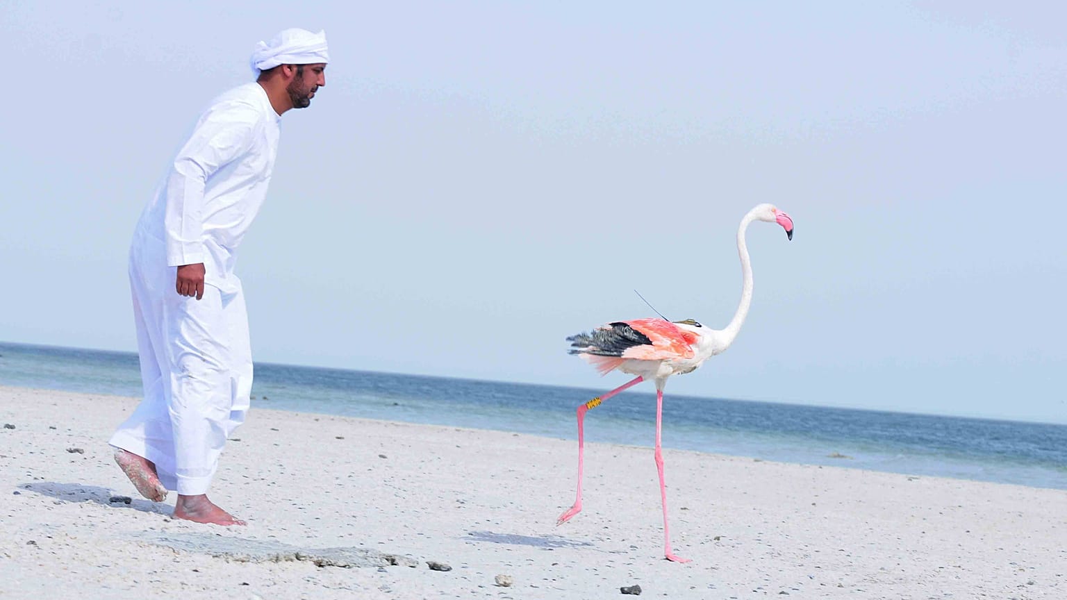 فلامنغو
