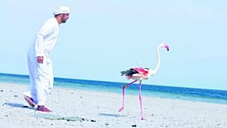 سفری ۱۳۰۰ کیلومتری به ایران؛ برنده مسابقه پرواز فلامینگوهای ابوظبی مشخص شد