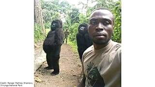 Dos gorilas huérfanas posan para un selfie con los guardabosques del Parque nacional Virunga