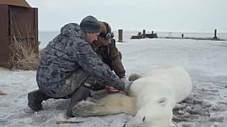 Умка вернулся домой 