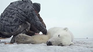 Polar bear who wandered 700km from natural habitat is flown home