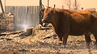 Разрушительные пожары в Забайкалье