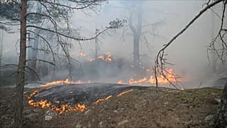 Waldbrand in Schweden