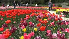 Mehr als 300 neue Tulpenarten auf der Krim