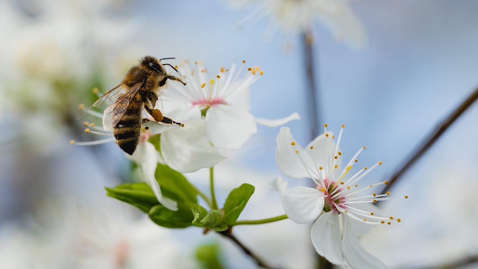 Honey bees