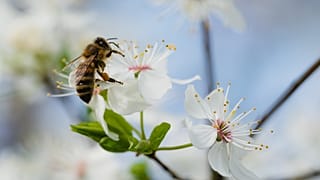 Honey bees