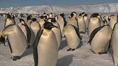 Kaiserpinguine meiden Brutplatz in der Antarktis