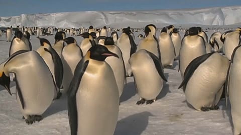 Are the Antarctic's Emperor penguins disappearing?