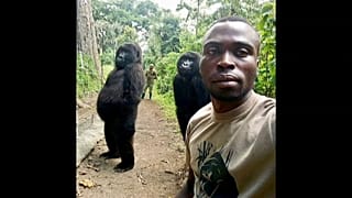 Les deux gorilles debout des Virunga