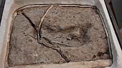 تایید قدیمی‌ترین اثر پا کشف شده انسان در قاره آمریکا 