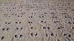 UK beach art commemorates US troops in WW2 tragedy