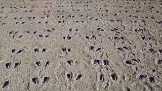 UK beach art commemorates US troops in WW2 tragedy