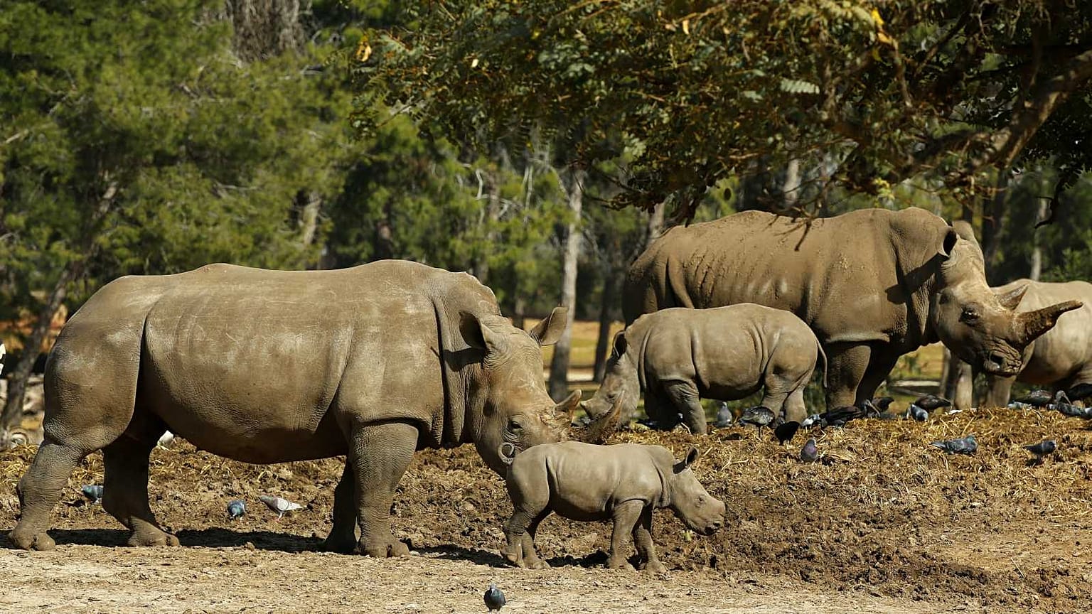 6ème "extinction de masse" sur Terre ? 1 million d'espèces seraient menacées