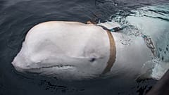 The whale was found with a tight harness.