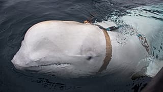 The whale was found with a tight harness.