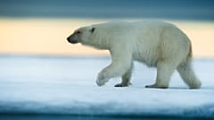 Saving polar bears through images and ecotourism
