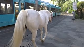 شاهد: كيف صارت فرس عربية من أشهر سكان فرانكفورت
