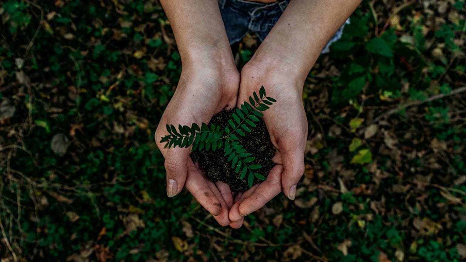 How to make your garden more eco-friendly