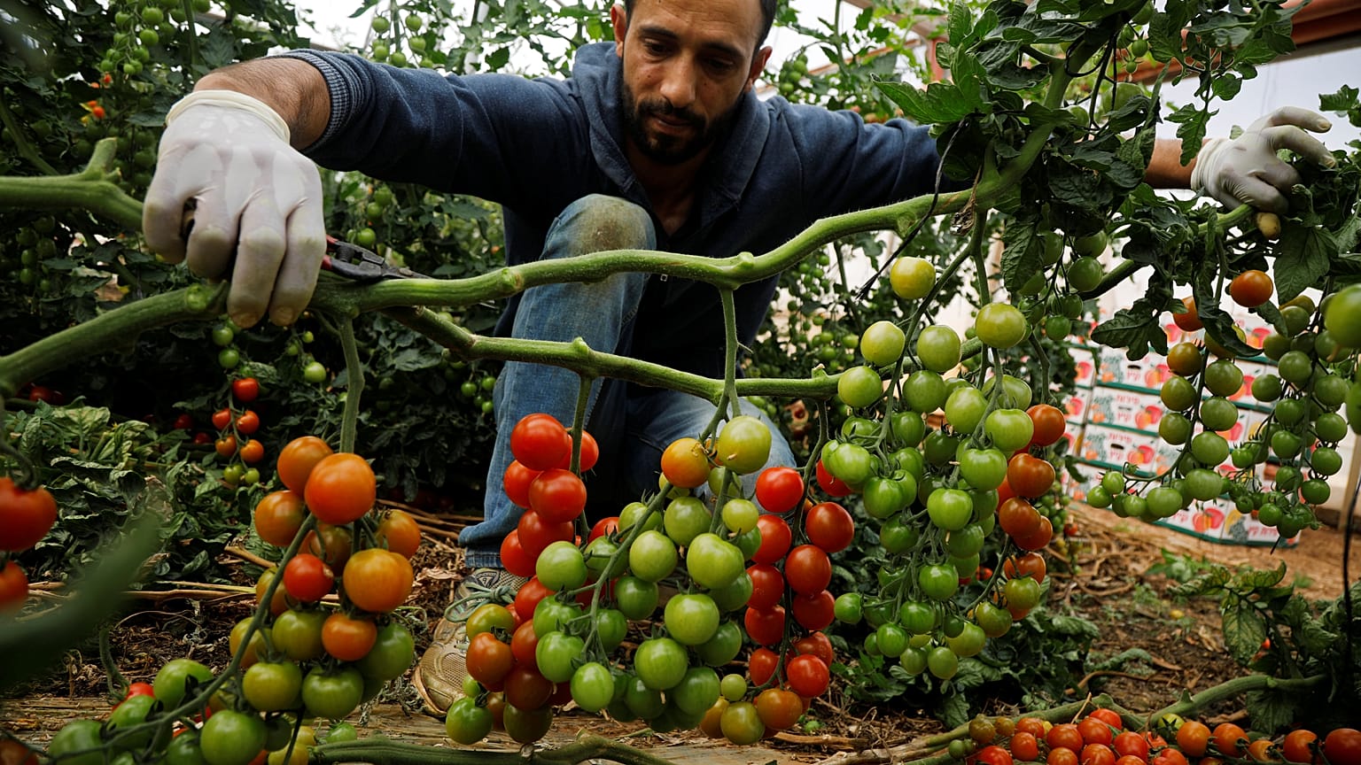 مزارع فلسطيني يلتقط حبات البندورة في الضفة الغربية 