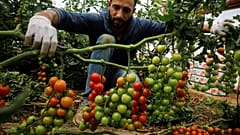 مزارع فلسطيني يلتقط حبات البندورة في الضفة الغربية 
