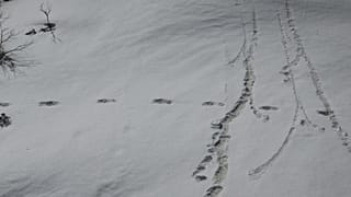 Does Himalayan mythical creature the Yeti really exist? The Indian army thinks so