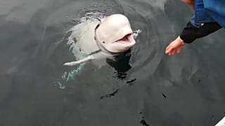Aggódnak a titokzatos fehér delfinért Norvégiában