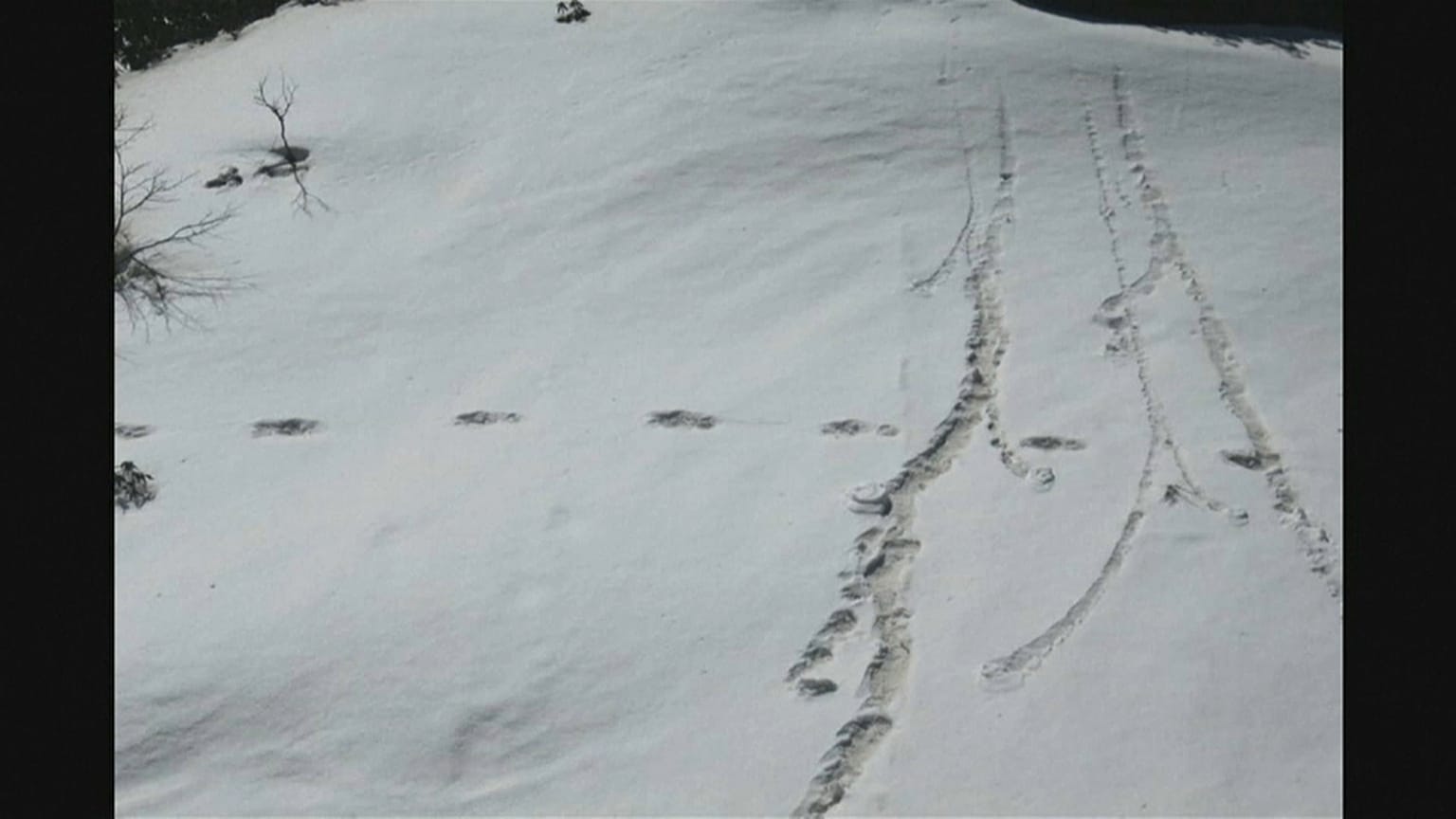 India: l’Esercito pubblica foto con impronte dello Yeti?