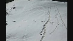 India: l’Esercito pubblica foto con impronte dello Yeti?