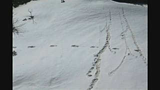 India: l’Esercito pubblica foto con impronte dello Yeti?