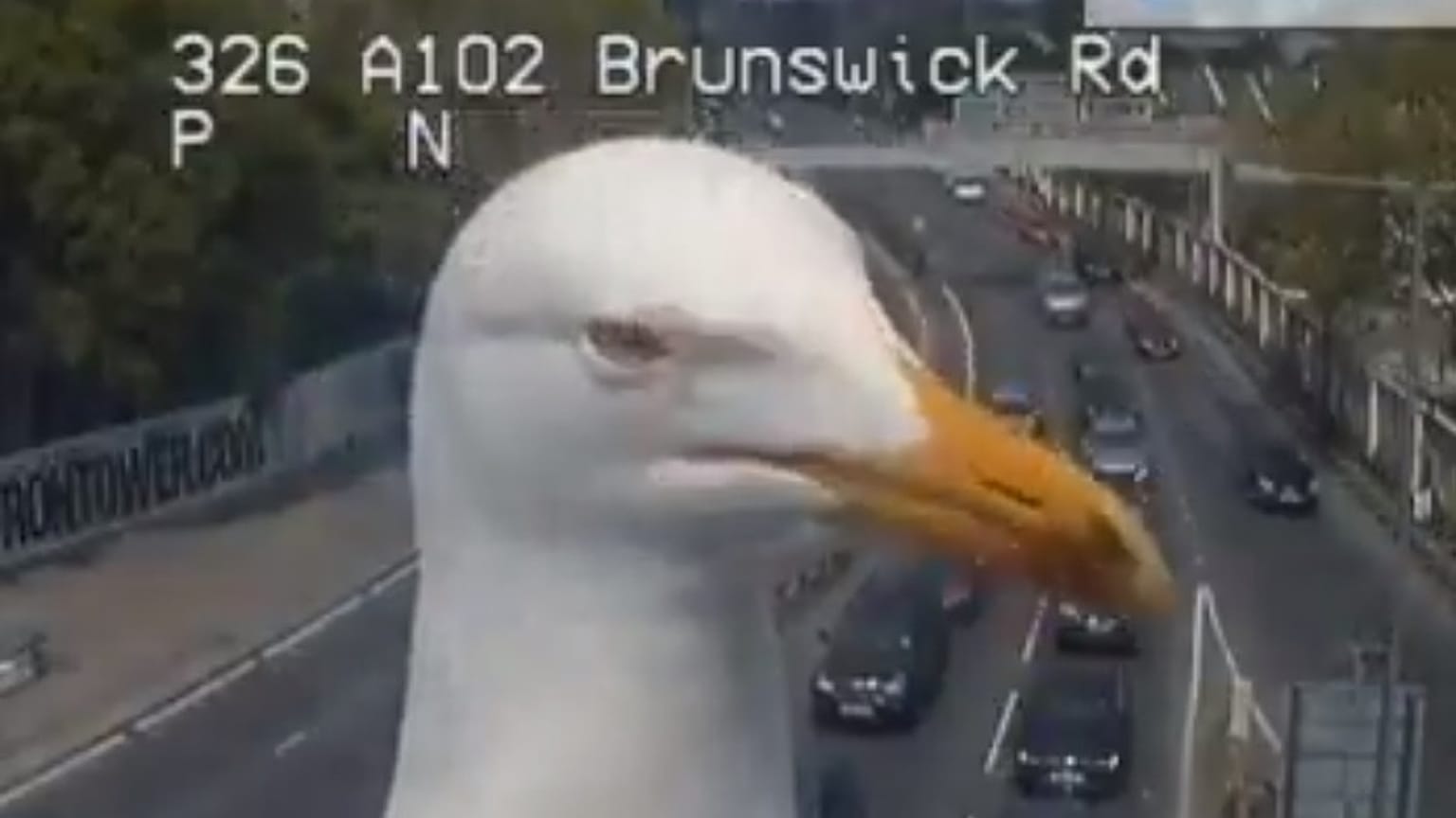 A Londra, photobombing continuo dei gabbiani alle telecamere del traffico